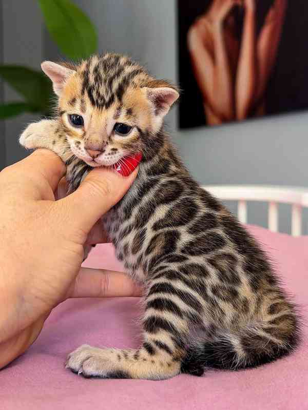 Krásné bengálské kotě k adopci v České republice 🐾 - foto 2