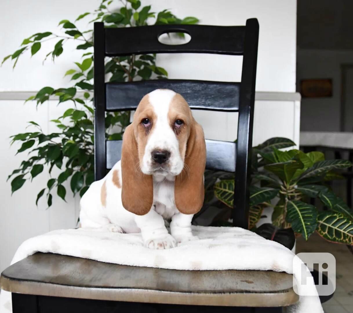  Štěňata baseta - foto 1