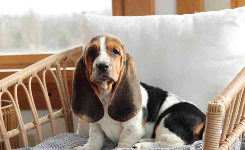  Štěňata baseta - foto 2