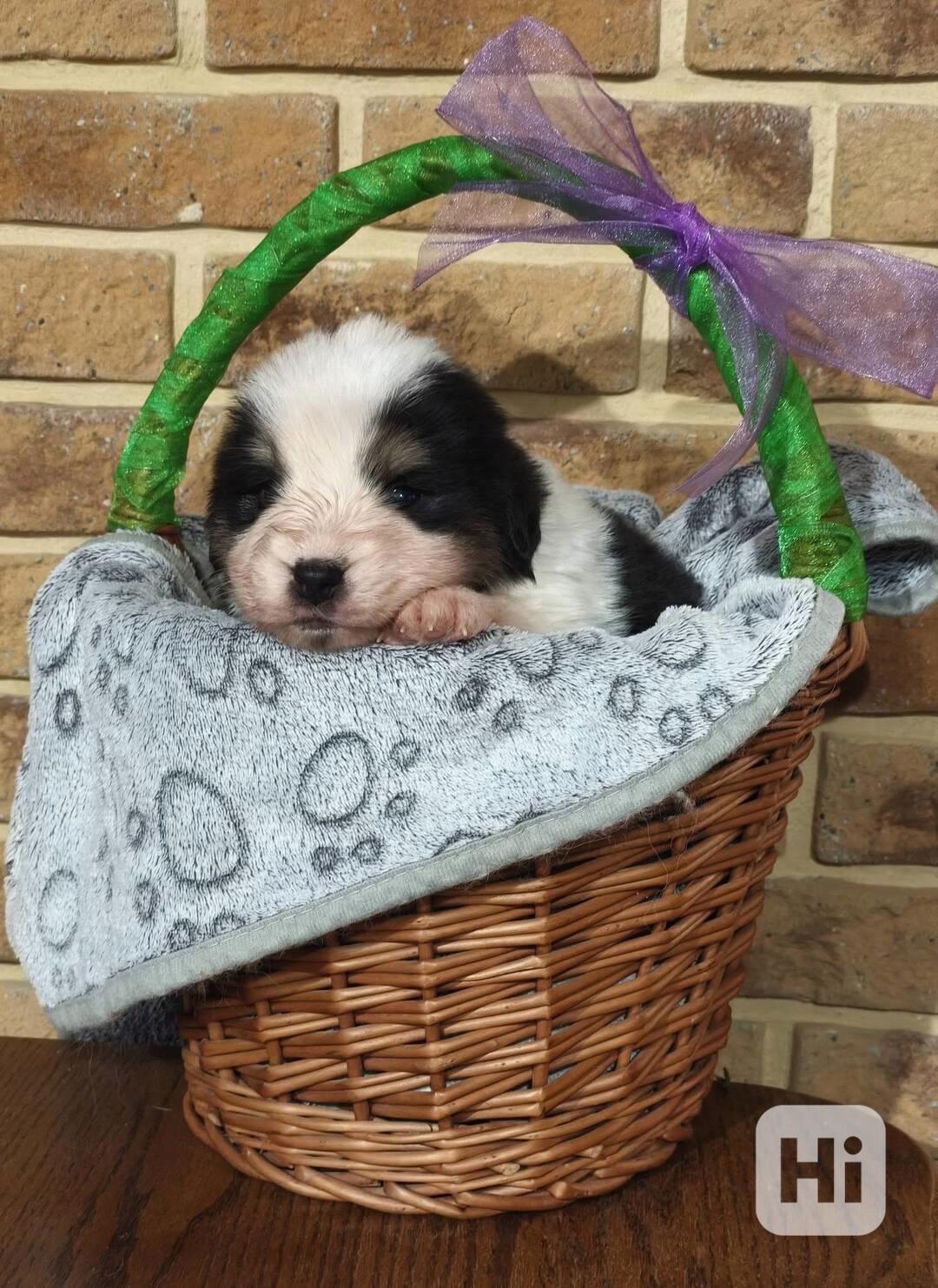 Tornjak - Štěňátka s PP - foto 1