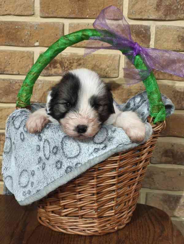 Tornjak - Štěňátka s PP - foto 4