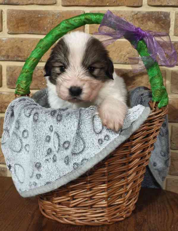 Tornjak - Štěňátka s PP - foto 7