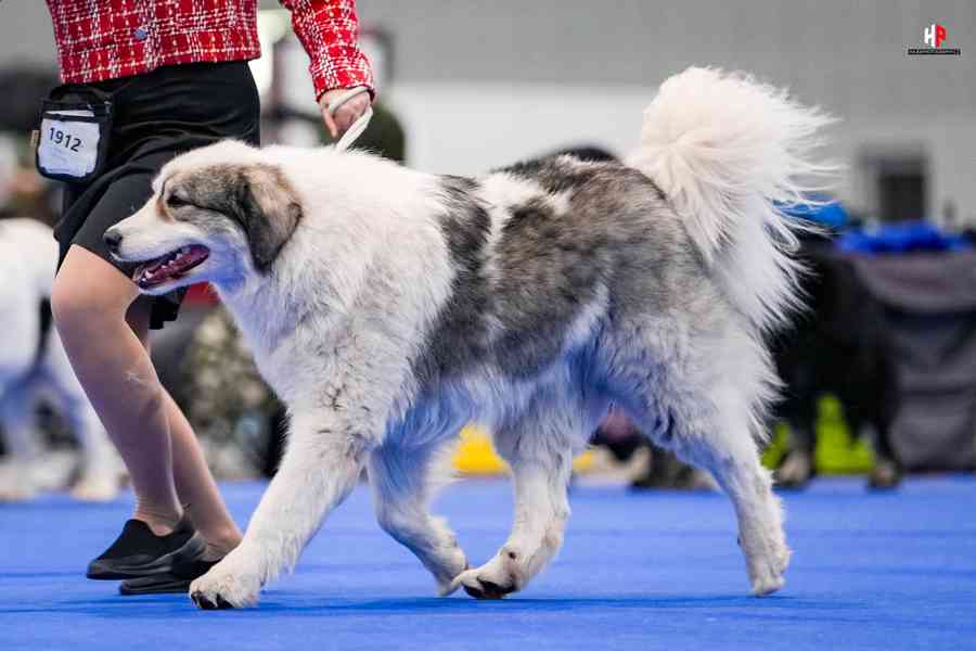 Tornjak - Štěňátka s PP - foto 9