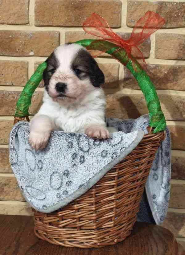 Tornjak - Štěňátka s PP - foto 3