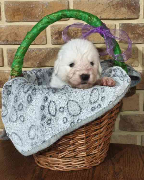 Tornjak - Štěňátka s PP - foto 6