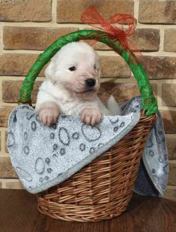 Tornjak - Štěňátka s PP - foto 2