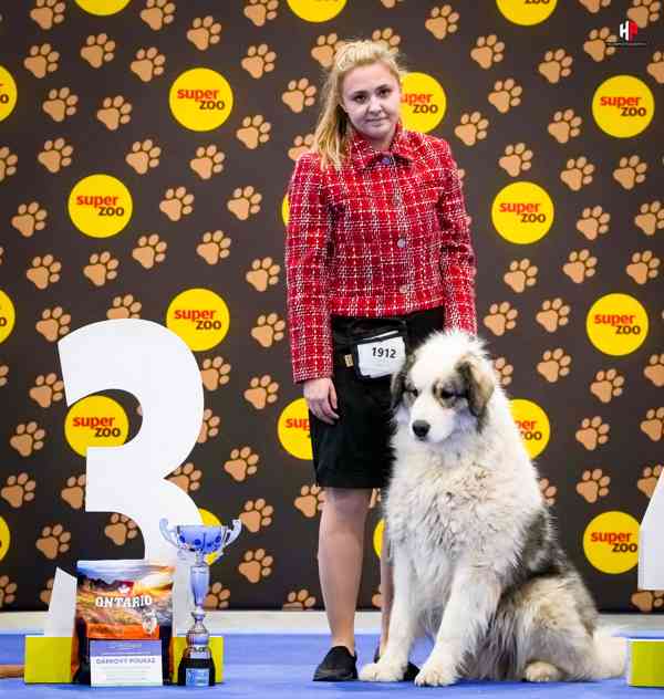 Tornjak - Štěňátka s PP - foto 8