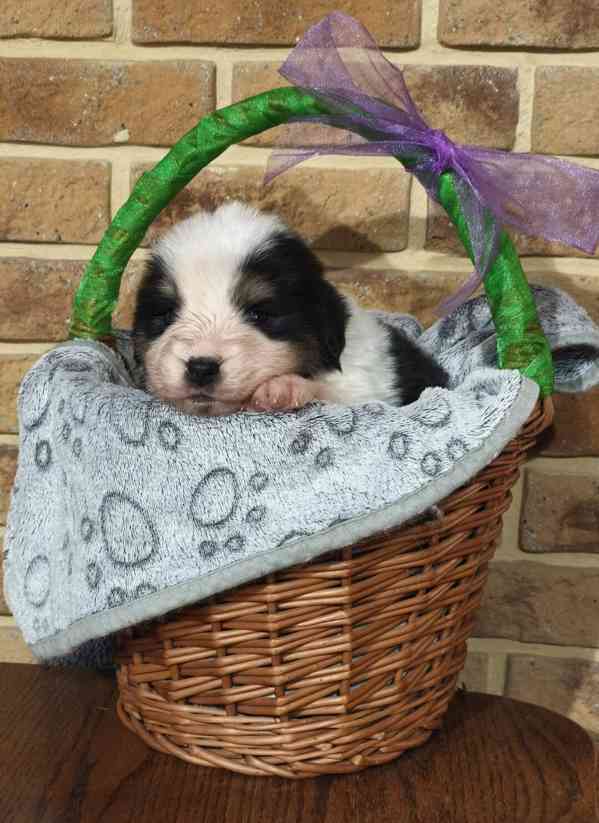 Tornjak - Štěňátka s PP - foto 1