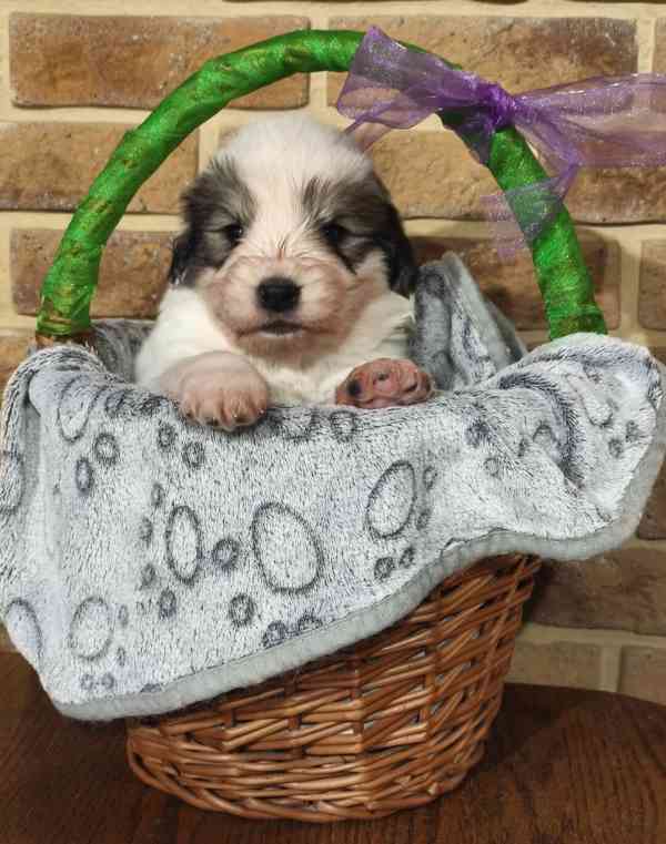 Tornjak - Štěňátka s PP - foto 5