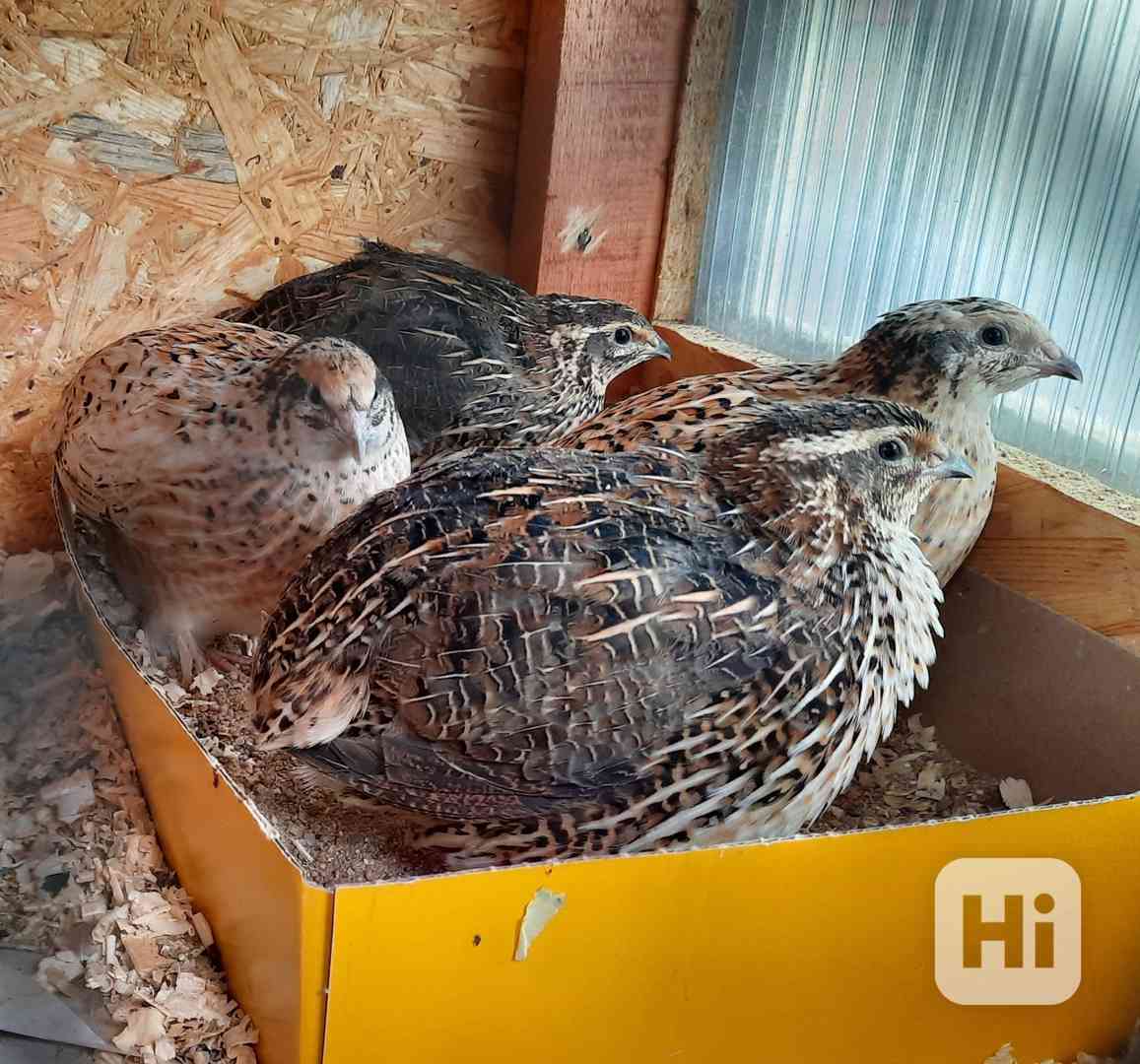 Křepelky japonské  - foto 1