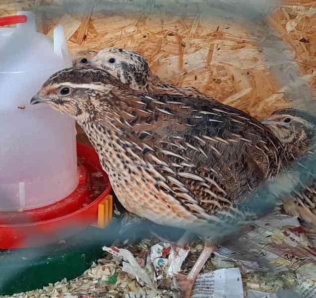 Křepelky japonské  - foto 2