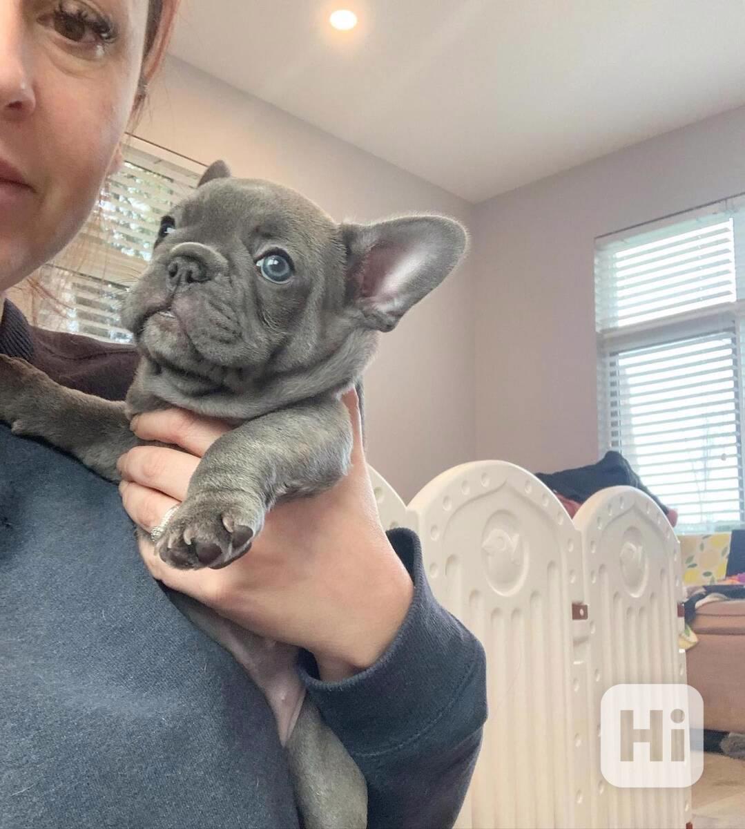 Francouzský buldoček - foto 1