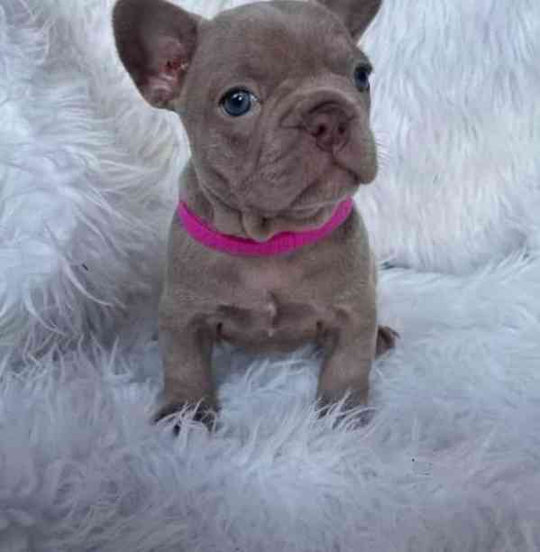 Francouzský buldoček - foto 2