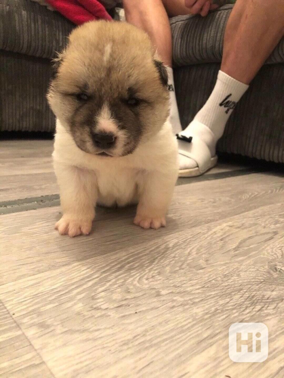 Velká vykostěná americká akita štěňata - foto 1