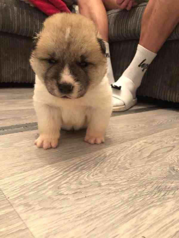 Velká vykostěná americká akita štěňata - foto 1