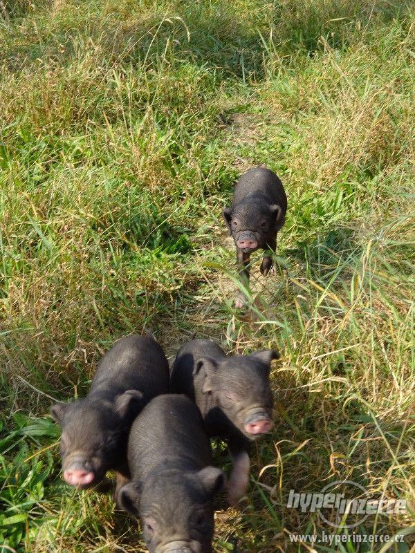prase přikuklené - foto 1