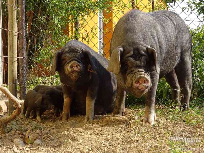 prase přikuklené - foto 2