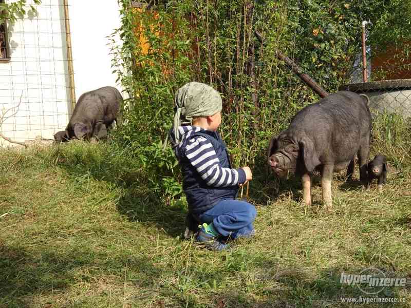 prase přikuklené - foto 3