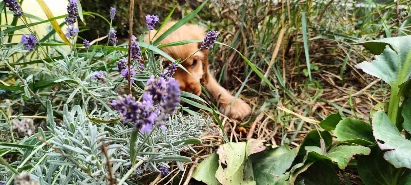 Štěňátka anglický kokršpaněl - foto 3