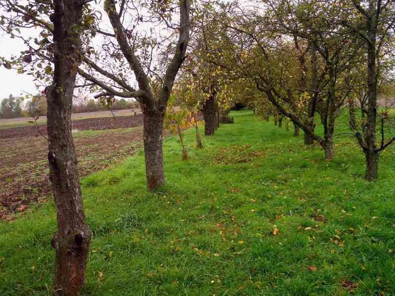 Pronájem zahrady s chatkou v Hošticích - foto 10