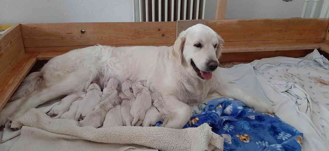 Štěňátka Zlatého retrívra - foto 2