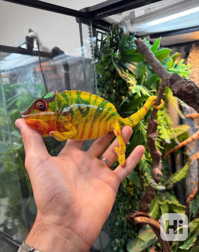 Panterský chamaleon - foto 1