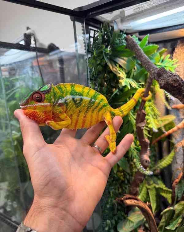 Panterský chamaleon - foto 1