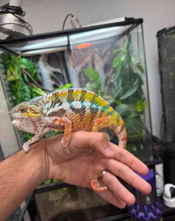 Panterský chamaleon - foto 5