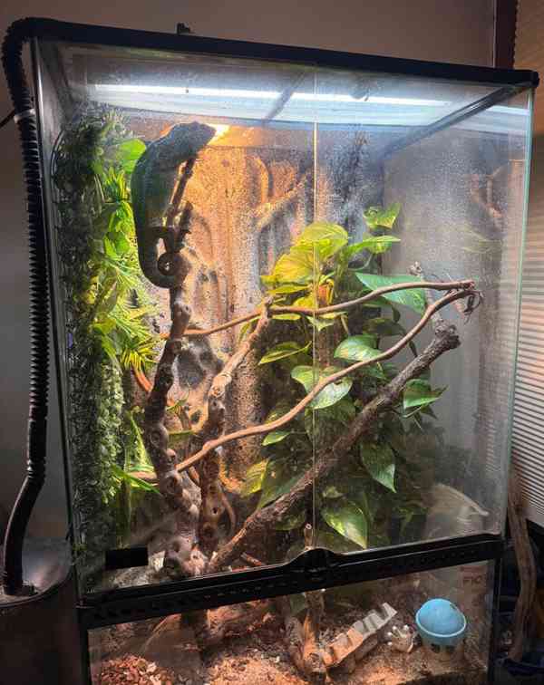 Panterský chamaleon - foto 3