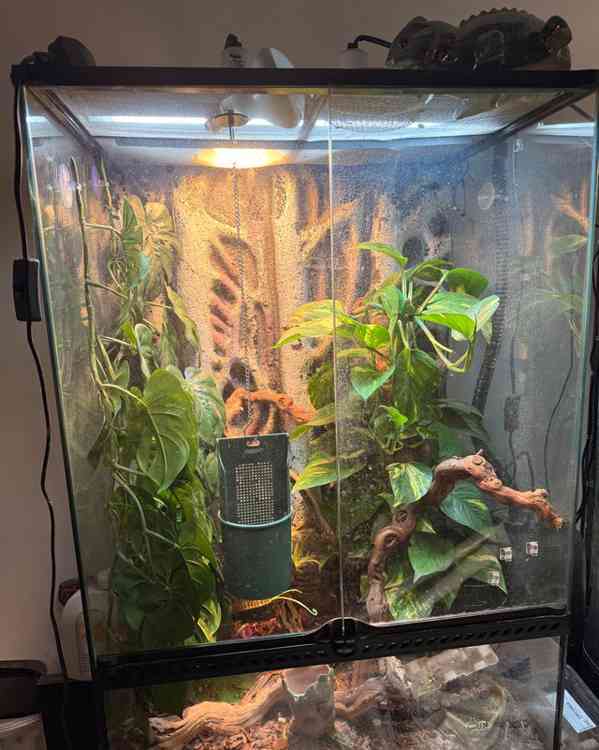 Panterský chamaleon - foto 4