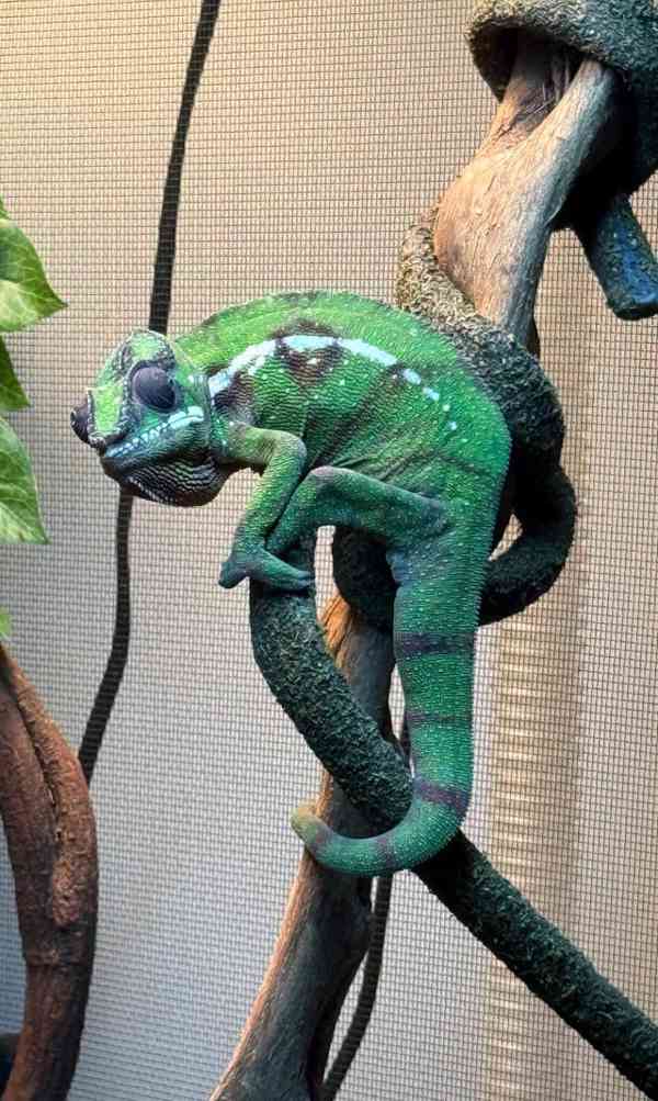 Panterský chamaleon - foto 2