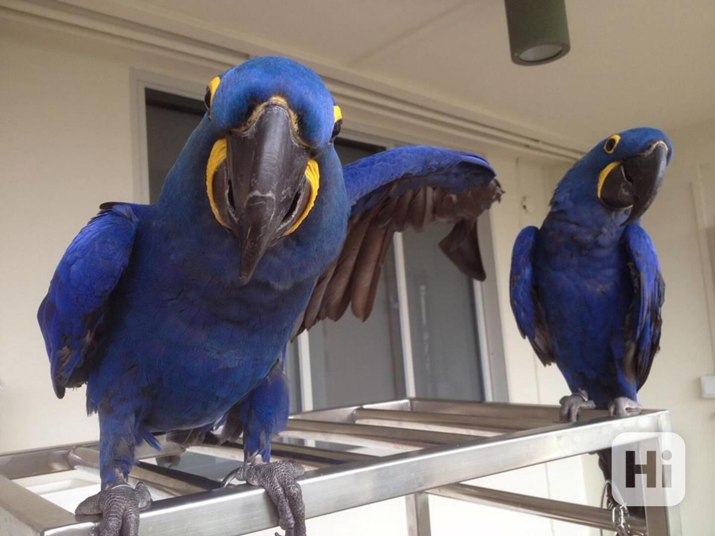 Rozkošní papoušci ara hyacintový k bezplatné adopci   - foto 1