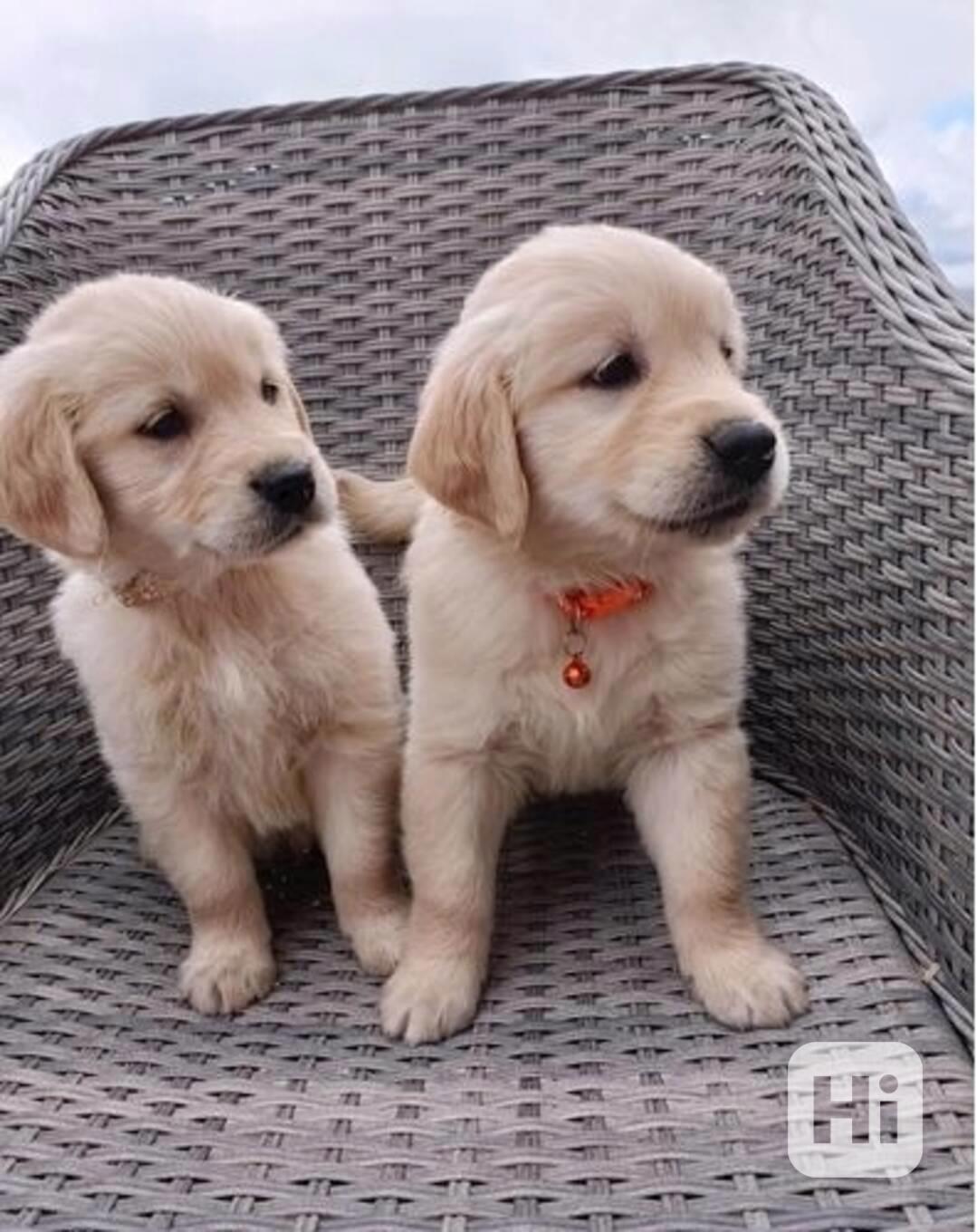 Roztomilá štěňata zlatého retrívra - foto 1