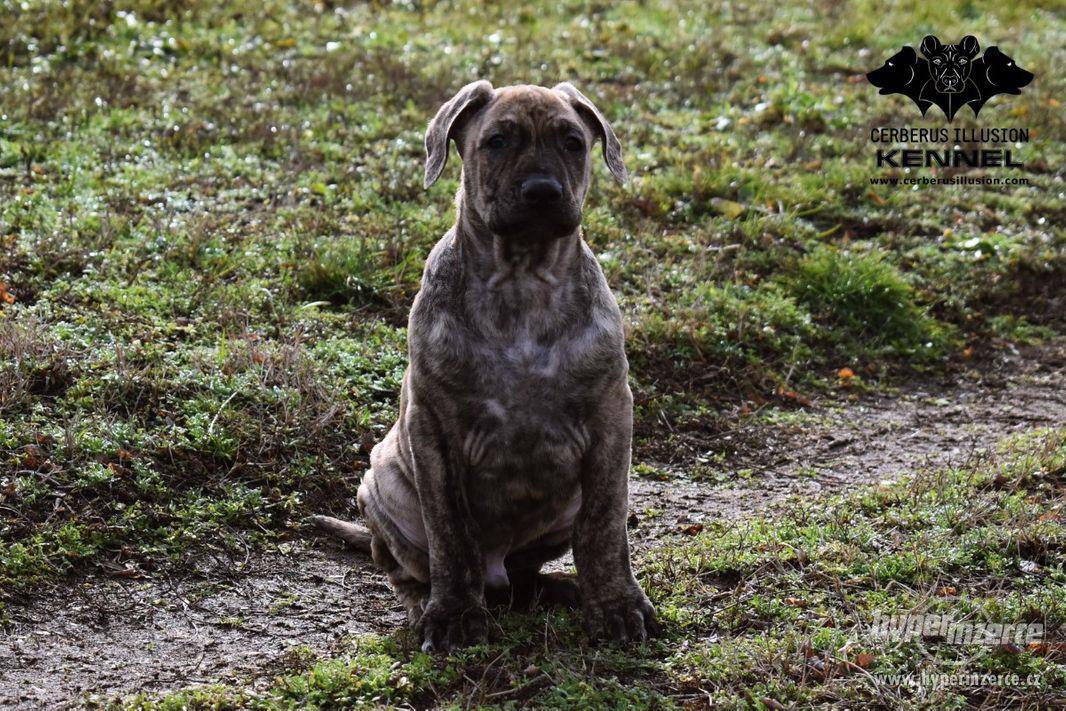 Uruguayský Cimarron (cimarron uruguayo) s PP - foto 1