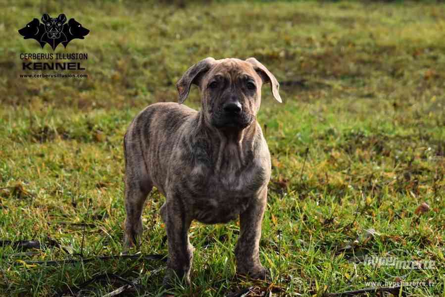 Uruguayský Cimarron (cimarron uruguayo) s PP - foto 2