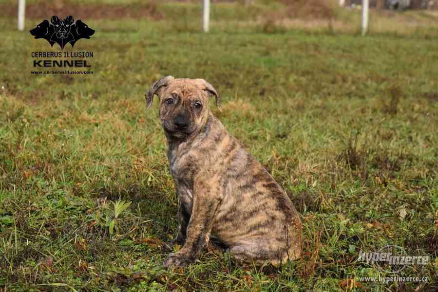 Uruguayský Cimarron (cimarron uruguayo) s PP - foto 3