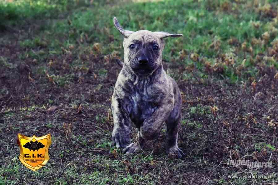 Uruguayský Cimarron (cimarron uruguayo) s PP - foto 6