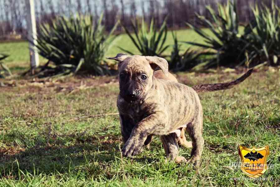 Uruguayský Cimarron (cimarron uruguayo) s PP - foto 7