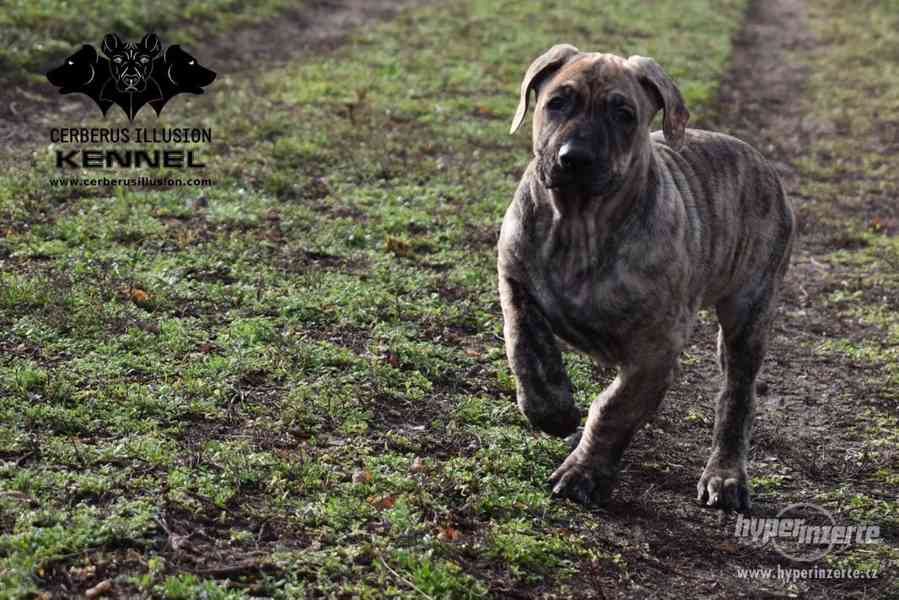 Uruguayský Cimarron (cimarron uruguayo) s PP - foto 10