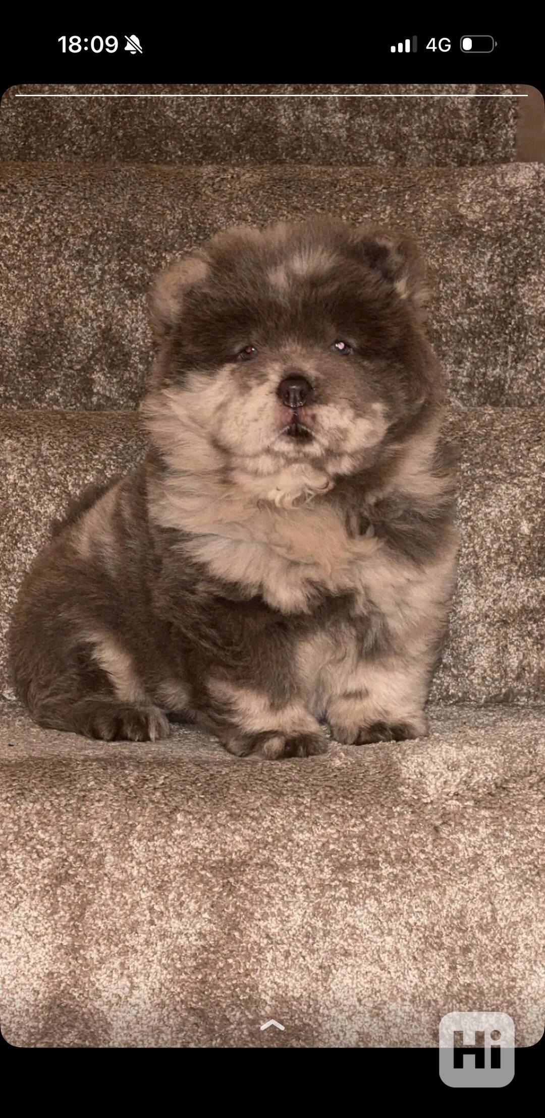 Štěňata Lilac Merle a Lilac Chow Chow na prodej - foto 1