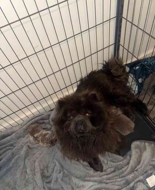 Štěňata Lilac Merle a Lilac Chow Chow na prodej - foto 2