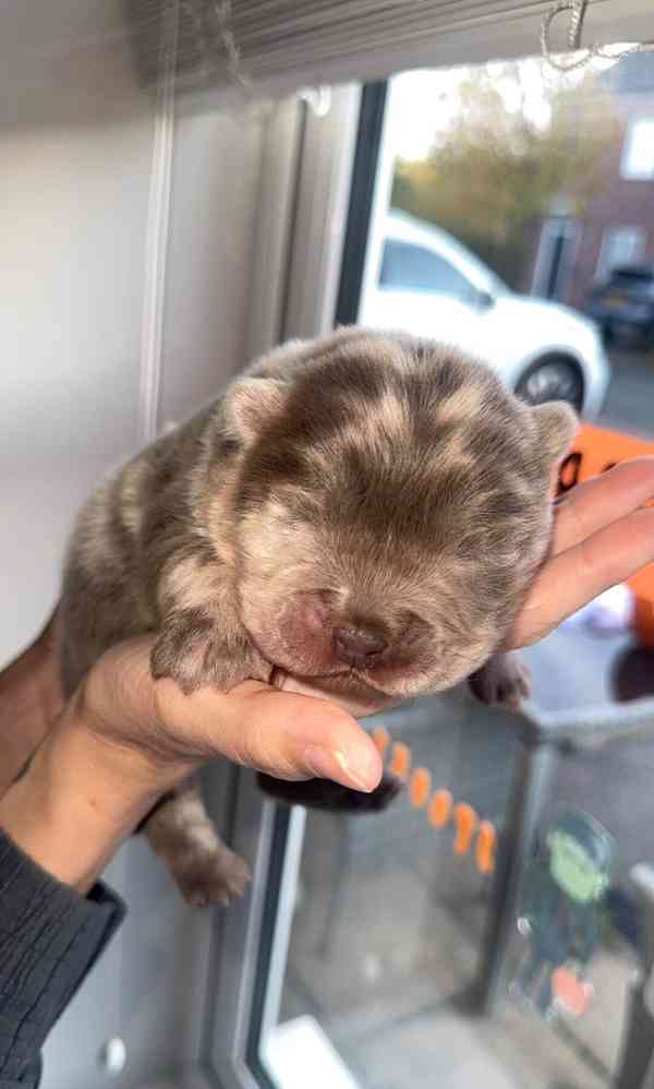 Štěňata Lilac Merle a Lilac Chow Chow na prodej - foto 5