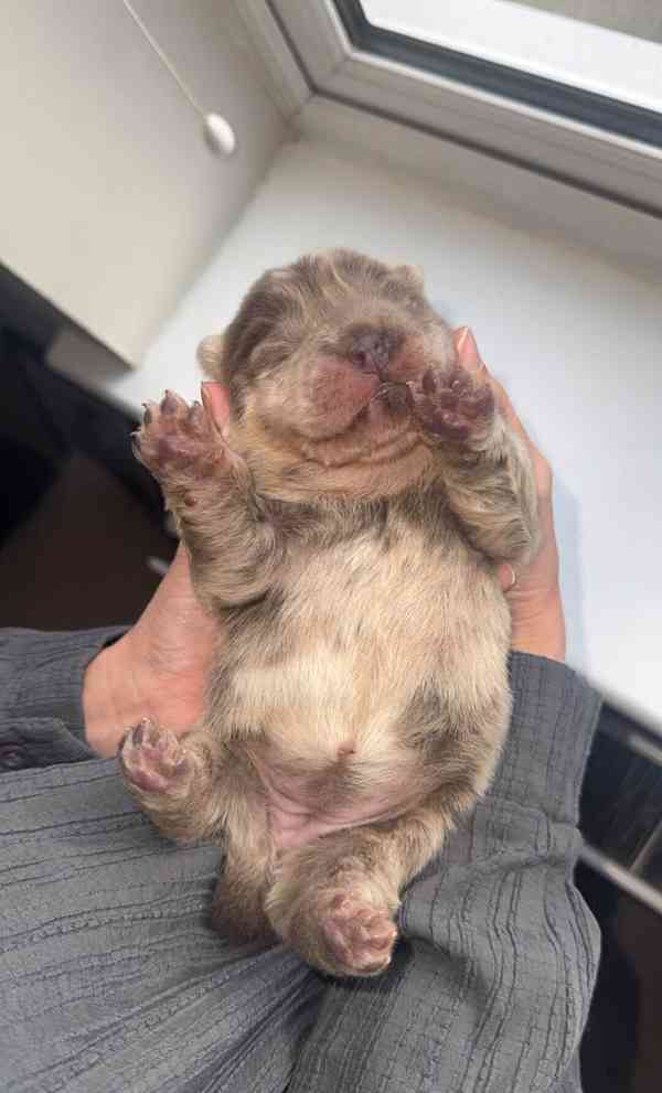 Štěňata Lilac Merle a Lilac Chow Chow na prodej - foto 3