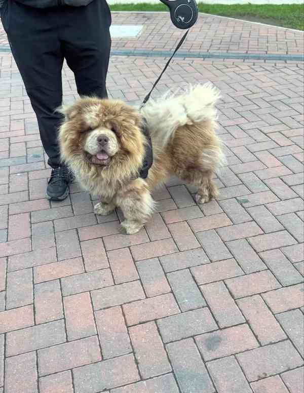Štěňata Lilac Merle a Lilac Chow Chow na prodej - foto 4