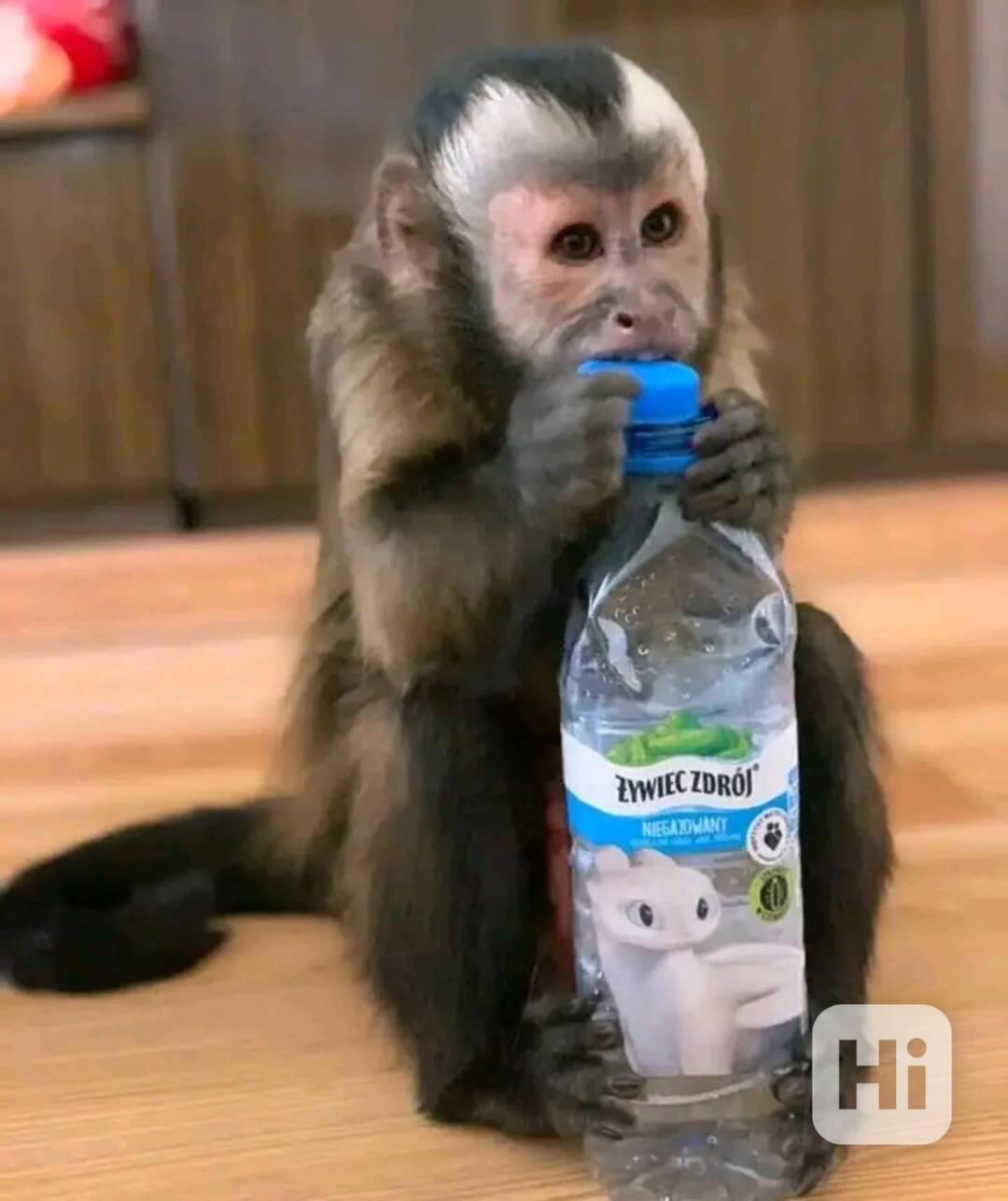  Nádherný samec a samice kapucína - foto 1