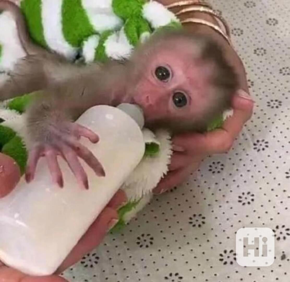 Máme k prodeji tři kapucínské opice. - foto 1