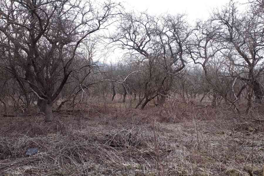 Hledám ovocný sad  - foto 2