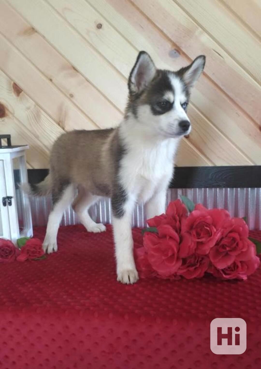 4 atraktivní štěňata pomského ovčáka jsou připravena do nový - foto 1