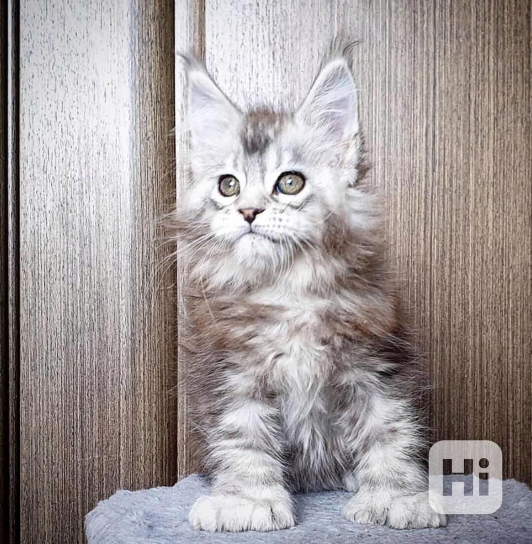 Cenově dostupná koťata Mainské mývalí kočky připravena - foto 1