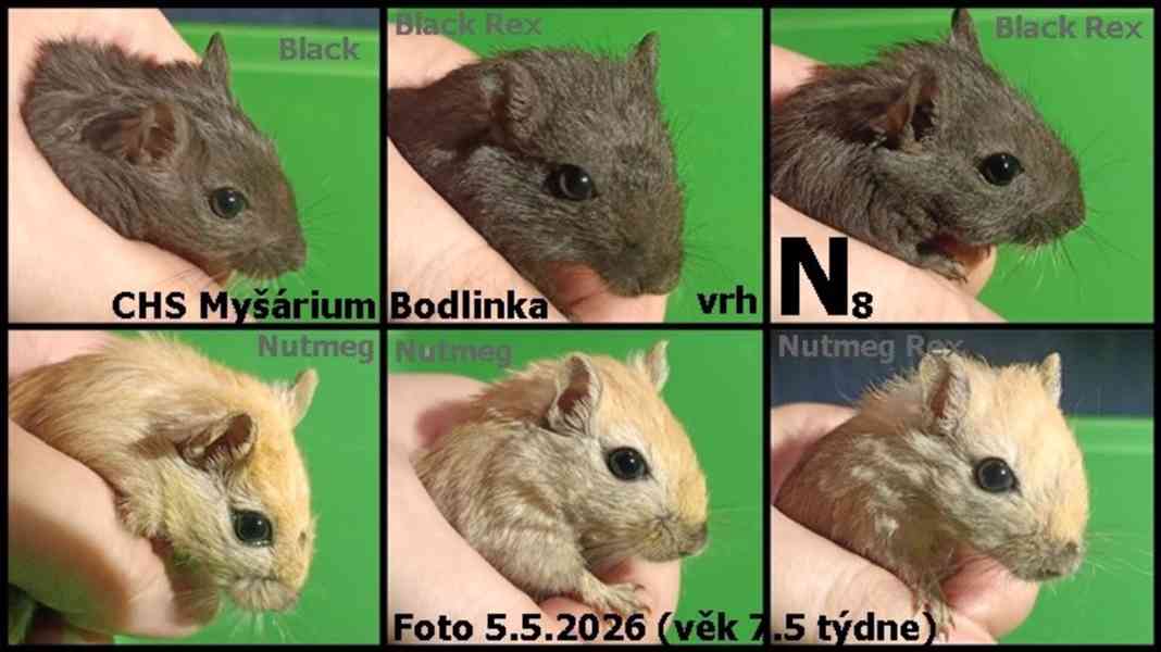 Pískomil mladata - foto 2